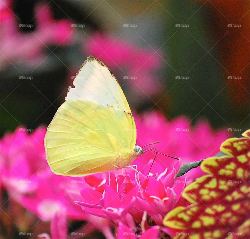 Yellow beauty