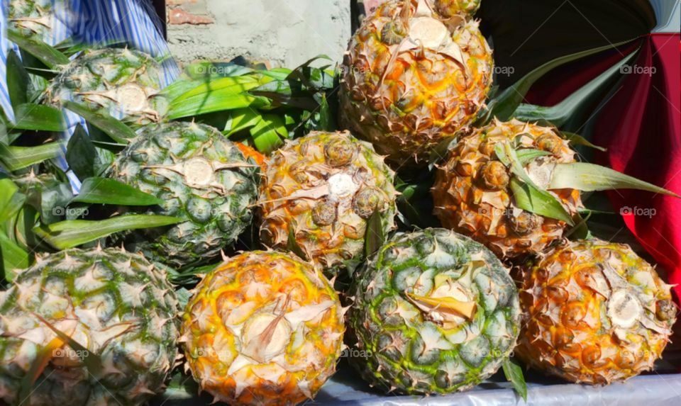 The pineapple is a tropical plant with an edible fruit, also called pineapples, and the most economically significant plant in the family Bromeliaceae.