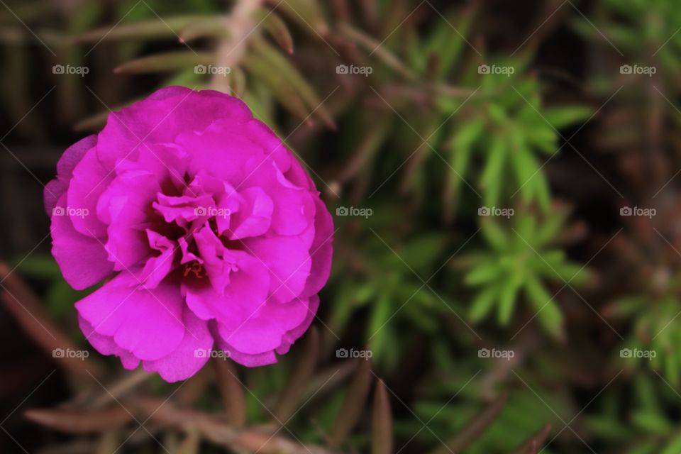 Magenta flower