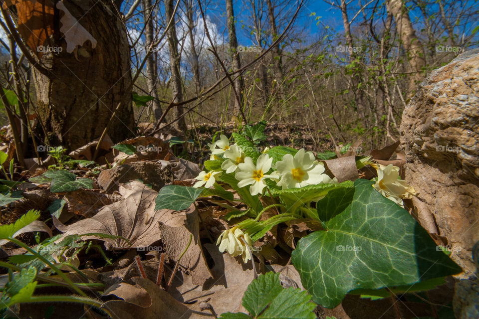 primulas in the forest