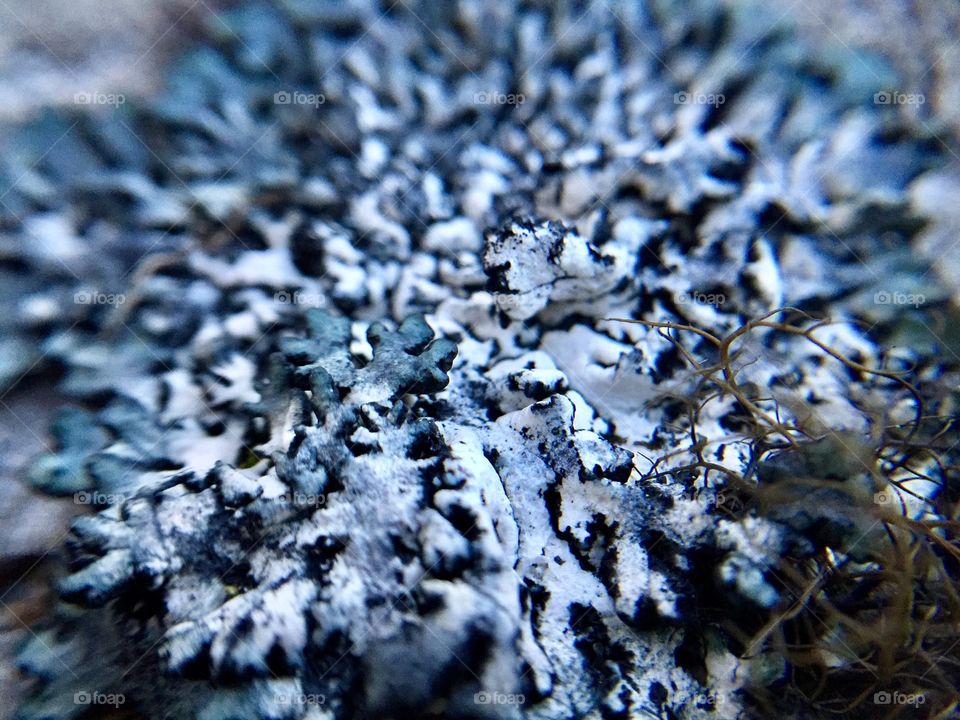 Up close to fungus.