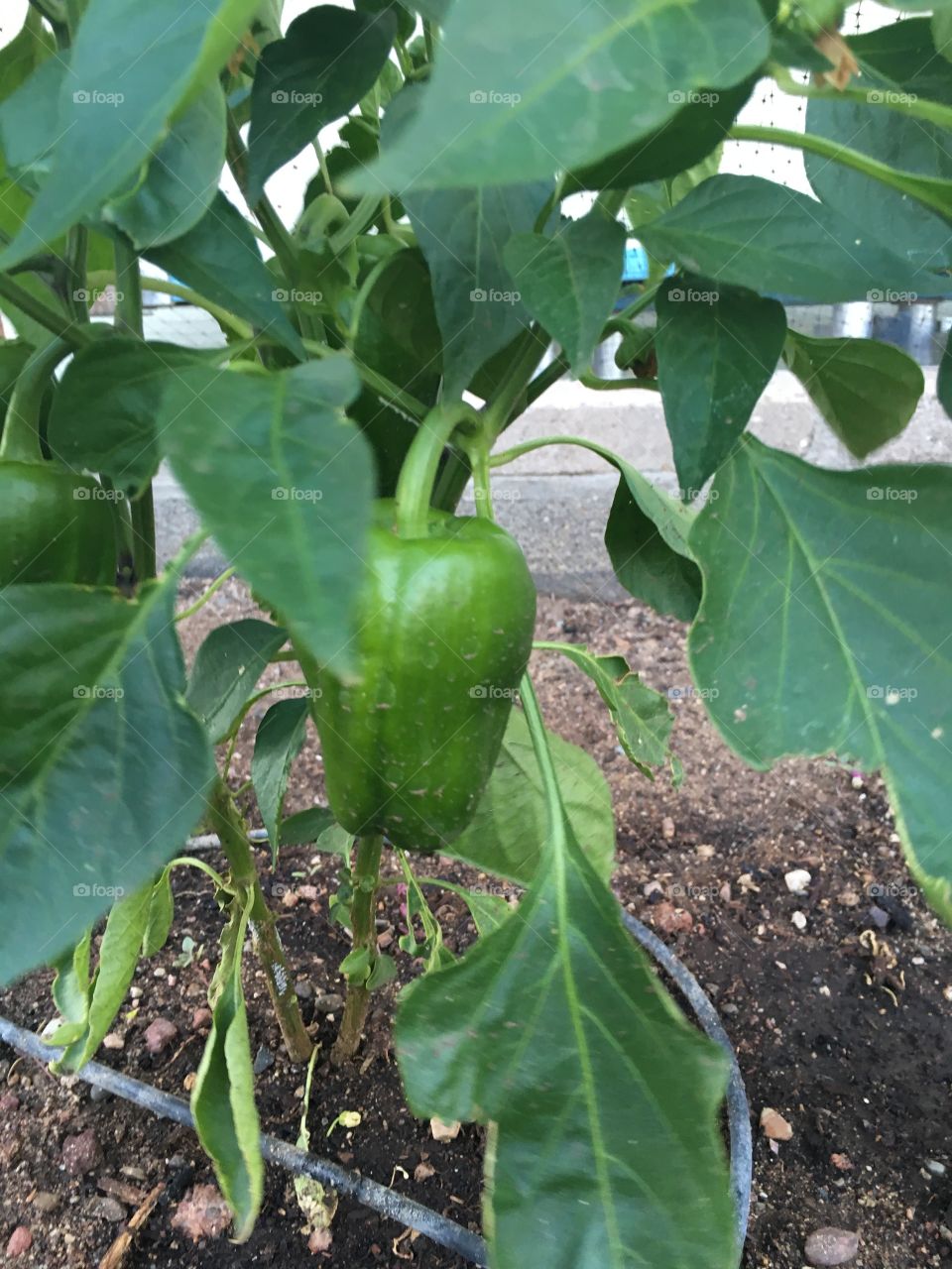 Bell pepper plant growing in the garden