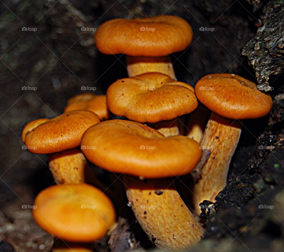 Orange mushrooms