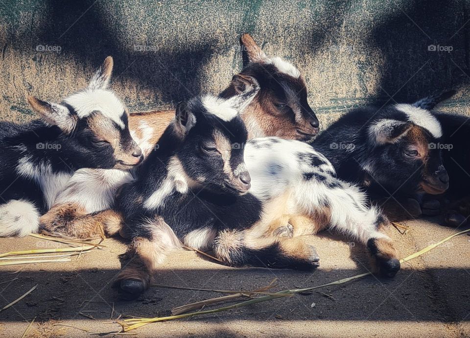 Little goats in the sunshine