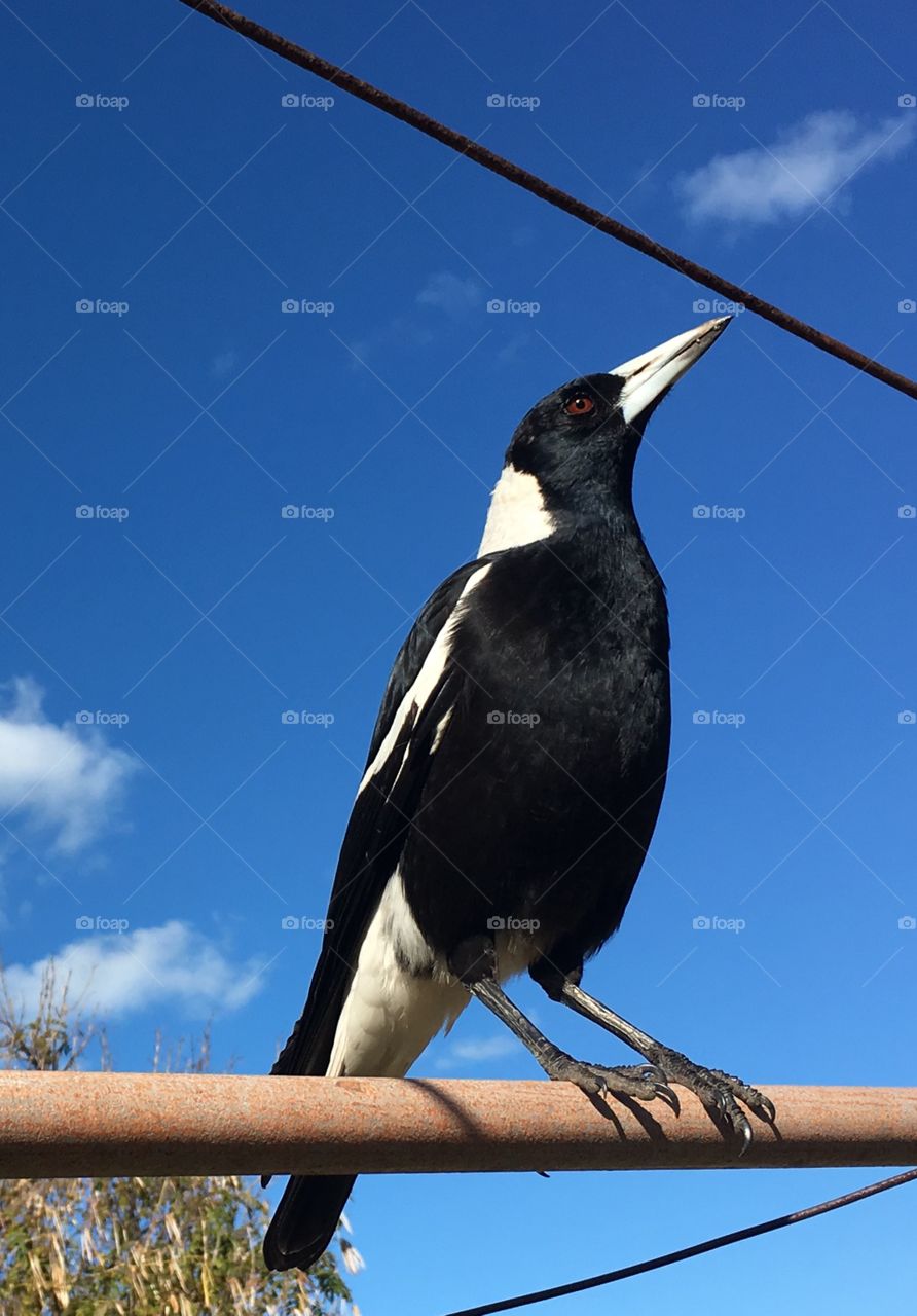 Warbling Australian Magpie perched sitting on a metal pole against vivid clear blue sky backdrop, copy space minimalism, concept wildlife, native, animals, intelligence, freedom and majesty