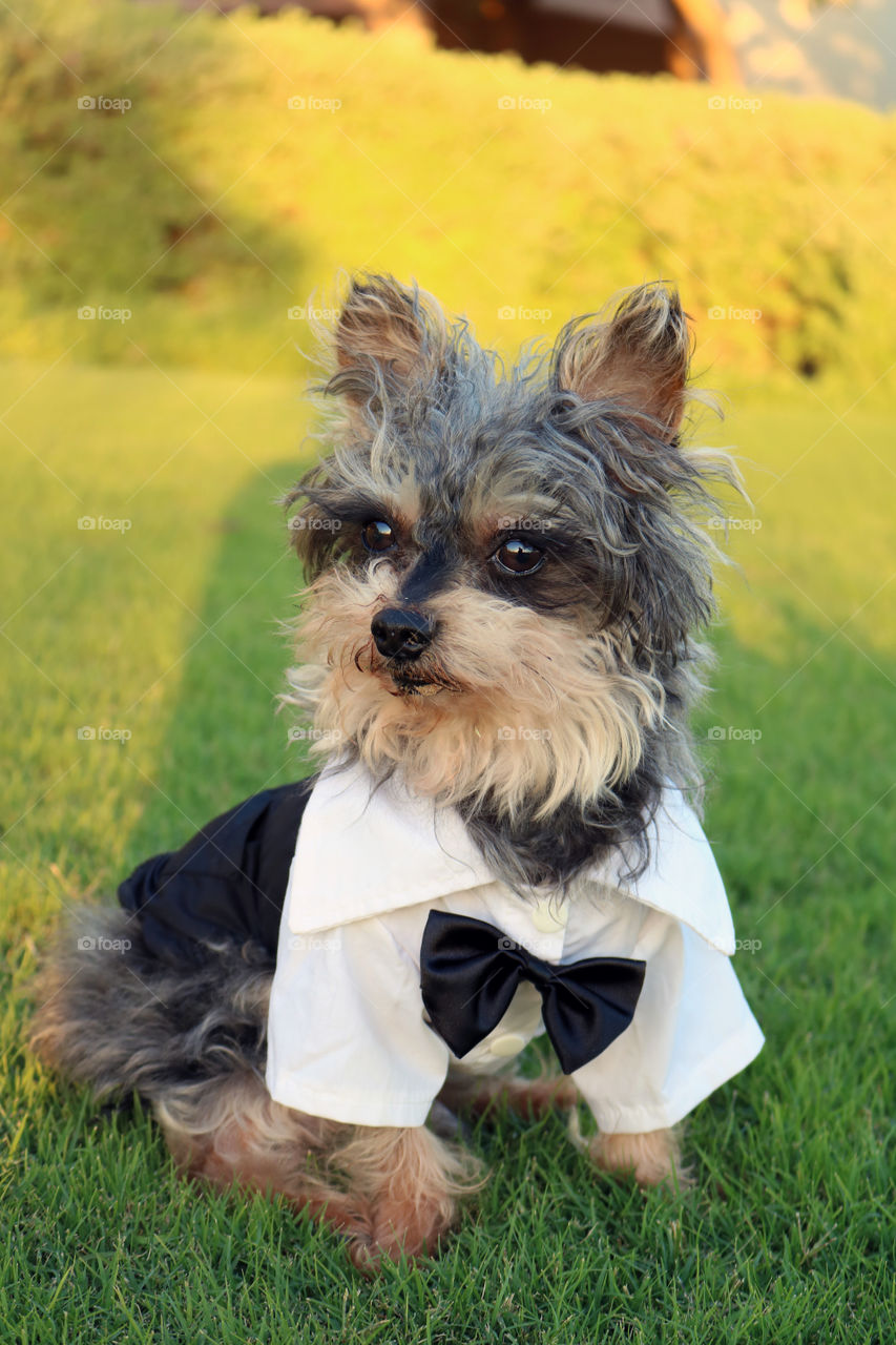 Yorkie dog in Tuxedo