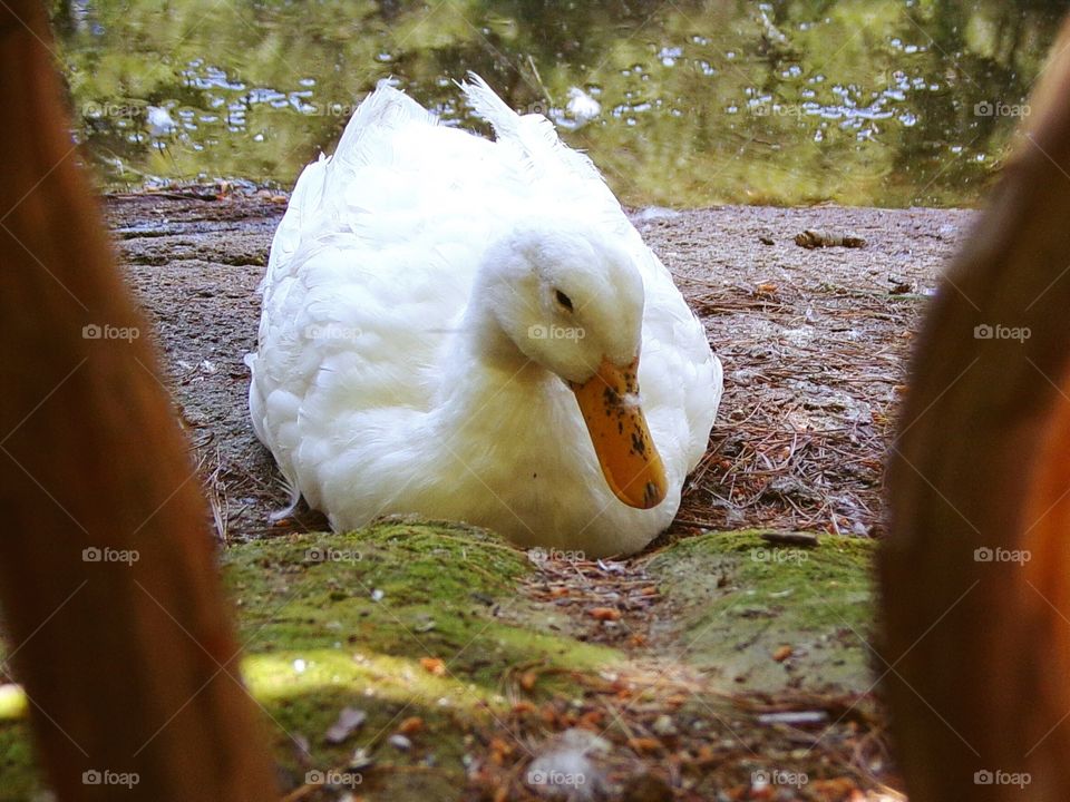 Beautiful white duck 