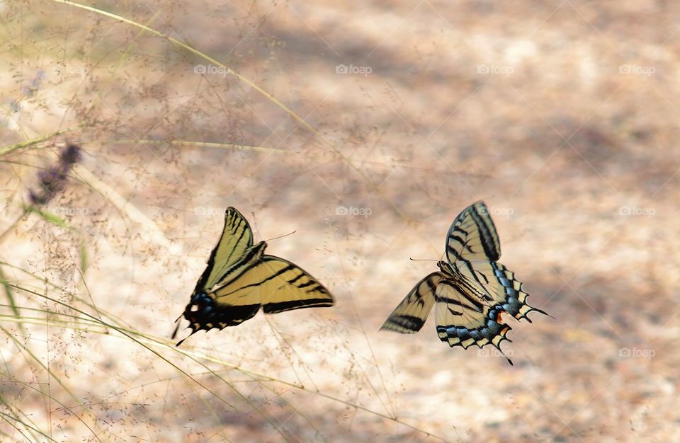 delicate swallowtail butterfly