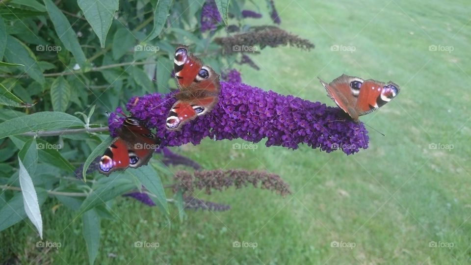 Butterflies on flower