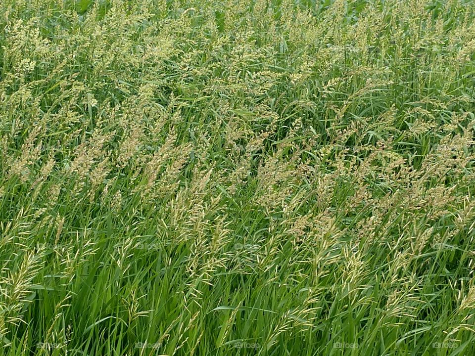 Prairie grass