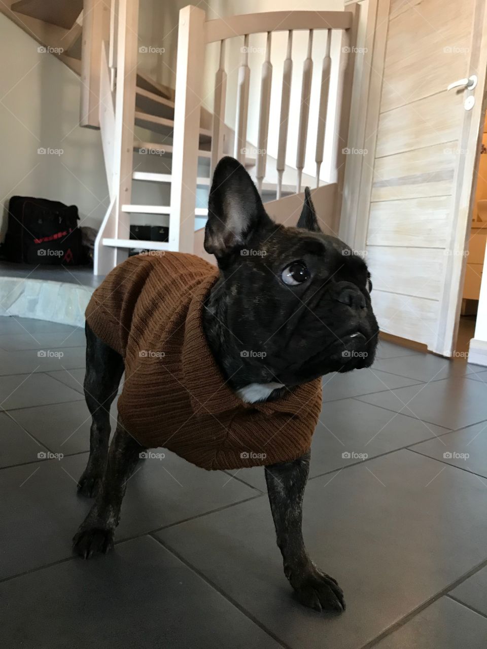 French bulldog