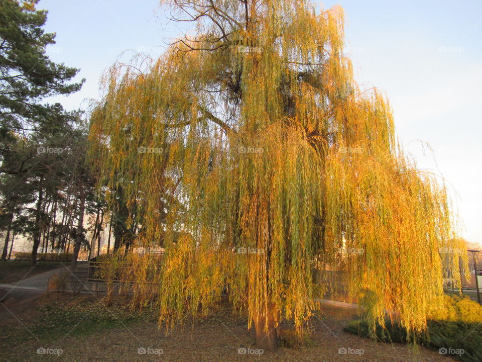 tree in autumn beauty