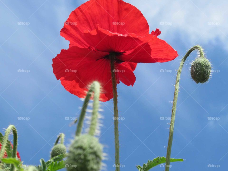 Bright red poppy blooming in the garden at summer time