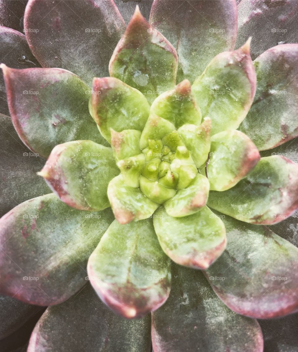 Succulent