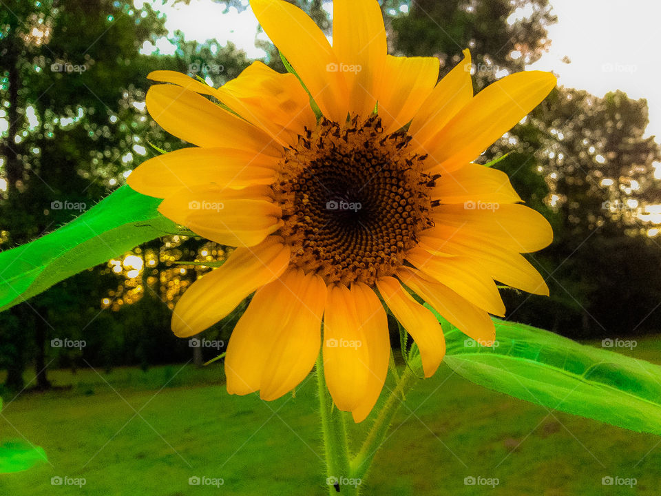 Sunflower 