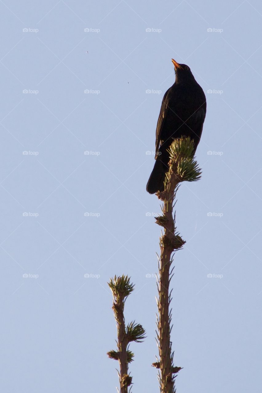 Black bird perching on branch