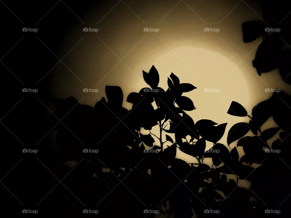 Green leaves