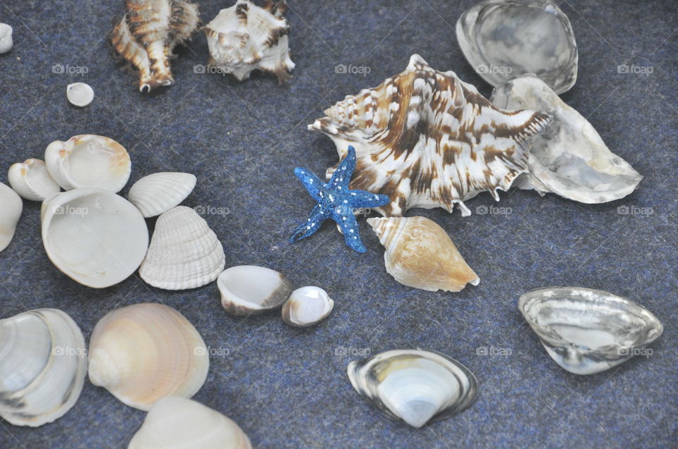 seashells