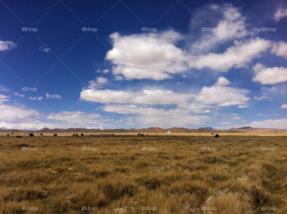 beautiful Tibetan landscape with yaks, clouds and yellow fields