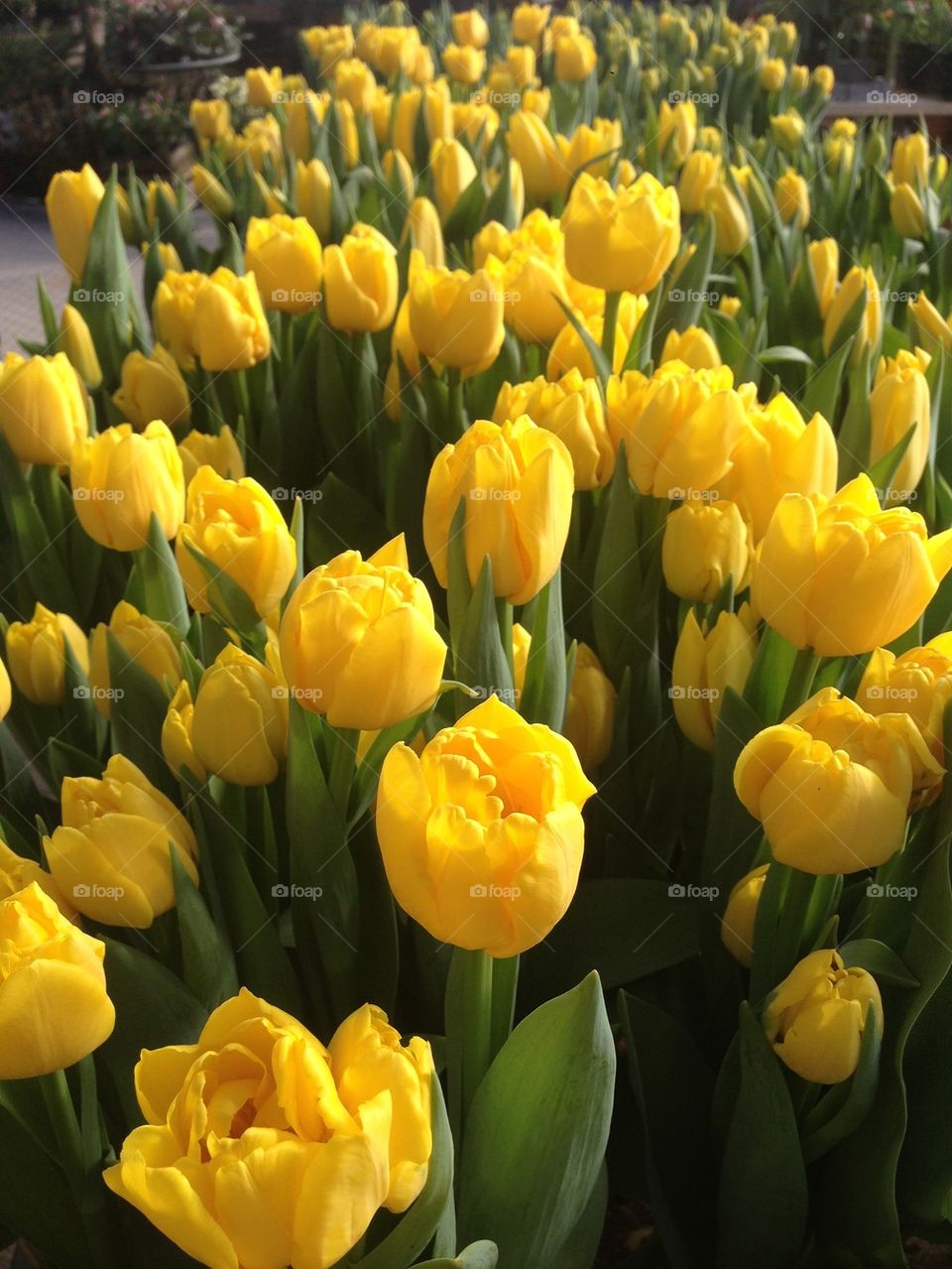 Yellow tulips