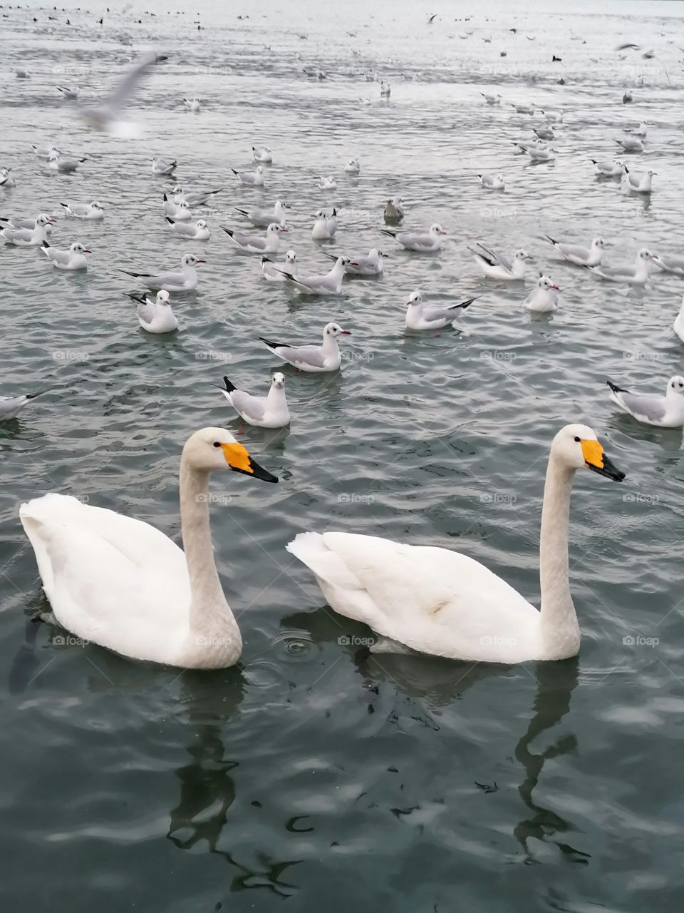 Whooper swan (Cygnus cygnus) is one of the majestic swan species. Whooper has a characteristic "swan" appearance. It has an elongated body, a long neck, a long yellow beak with a black tip, and completely white plumage. The legs are black.