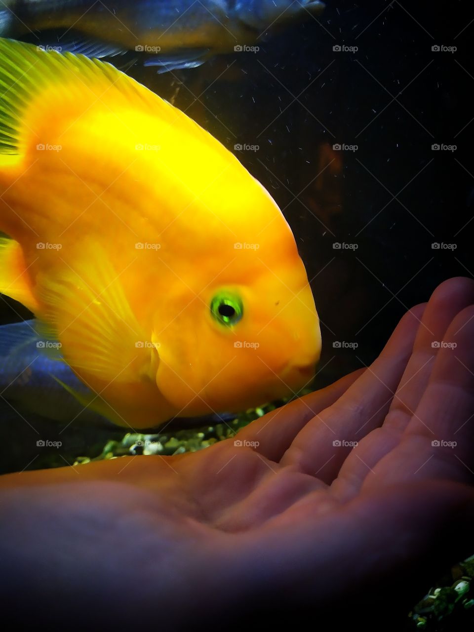 Evening and favorite fish.  A female hand near the aquarium.  A yellow parrot fish swims up to his hand.  The fish that always smiles