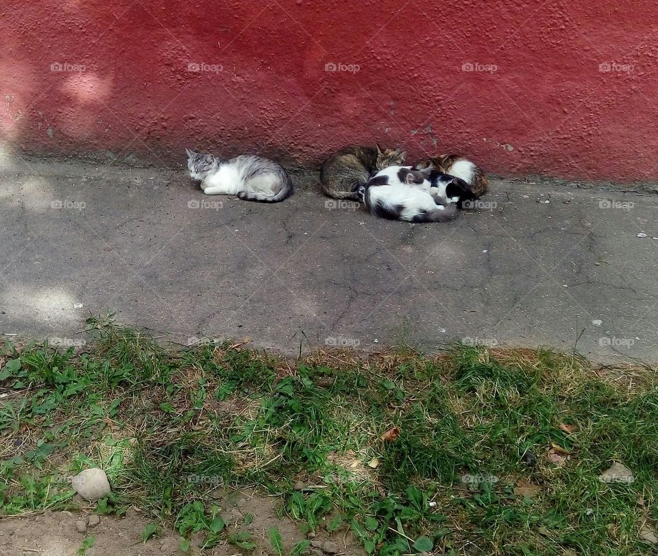 sleeping cats