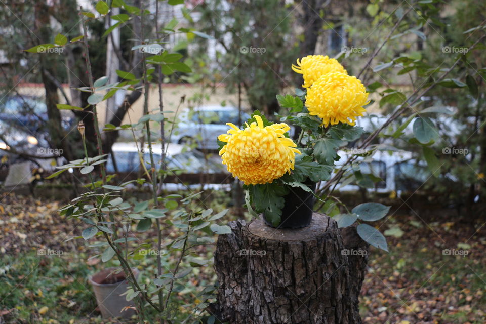 Yellow flower in a pot