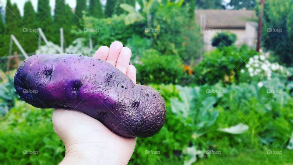 purple potato