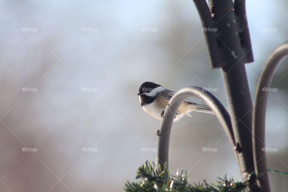 Chickadee on Bird Feeder