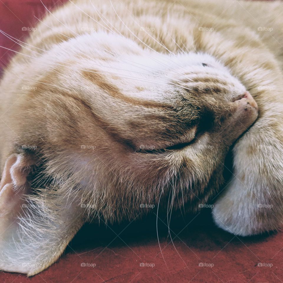Orange tabby cat, sleeping