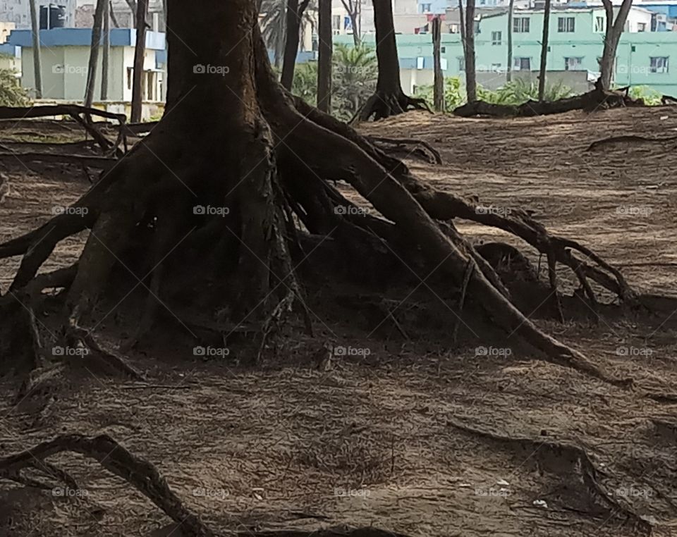 Tree roots Nature
