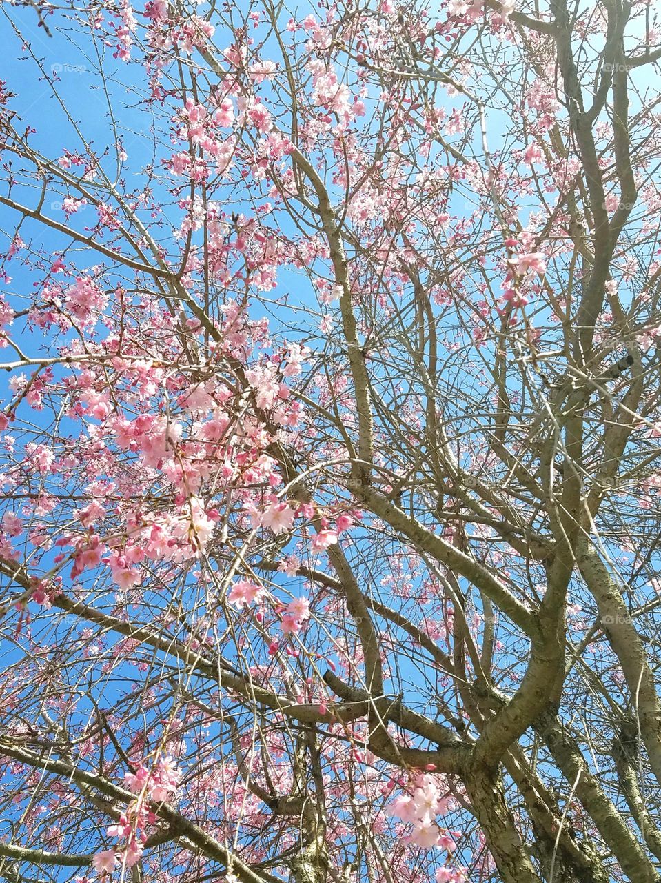blossoms coming out of the tree