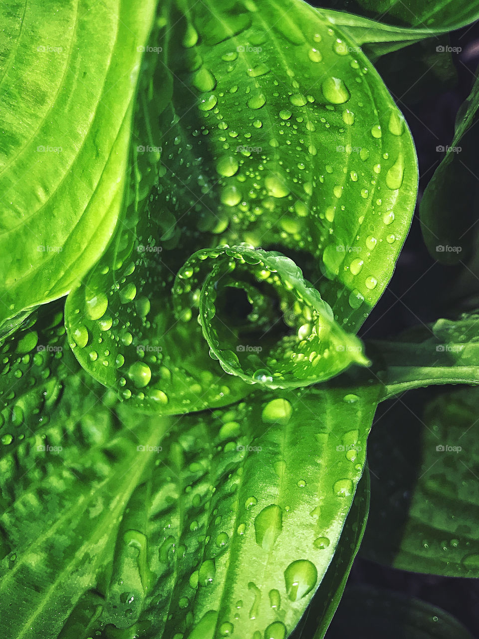 Rain on leaves 