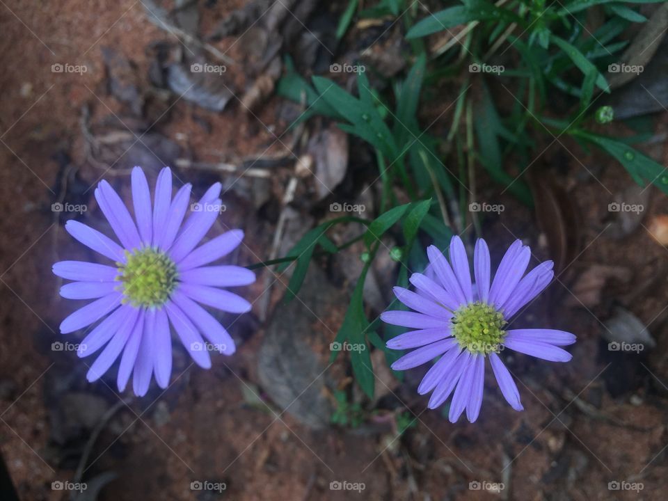 Flowers tiny