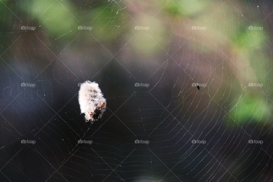 Furry thing on a spiderweb looks like a flying sheep!