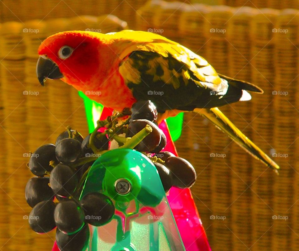 Sunny Conure