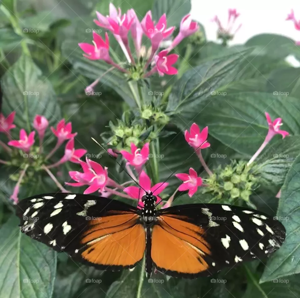 I may be royalty but not a monarch 