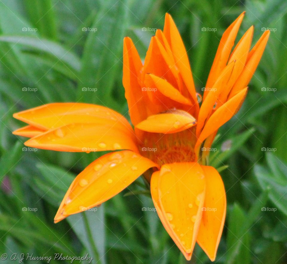 orange flower