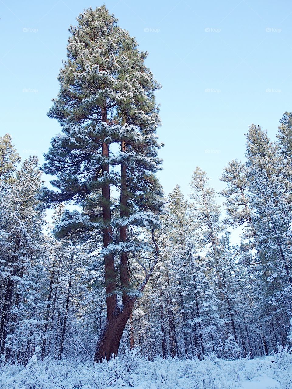 A large split ponderosa pine tree covered in a beautiful fresh coat of snow and frost on a clear Central Oregon winter morning. 