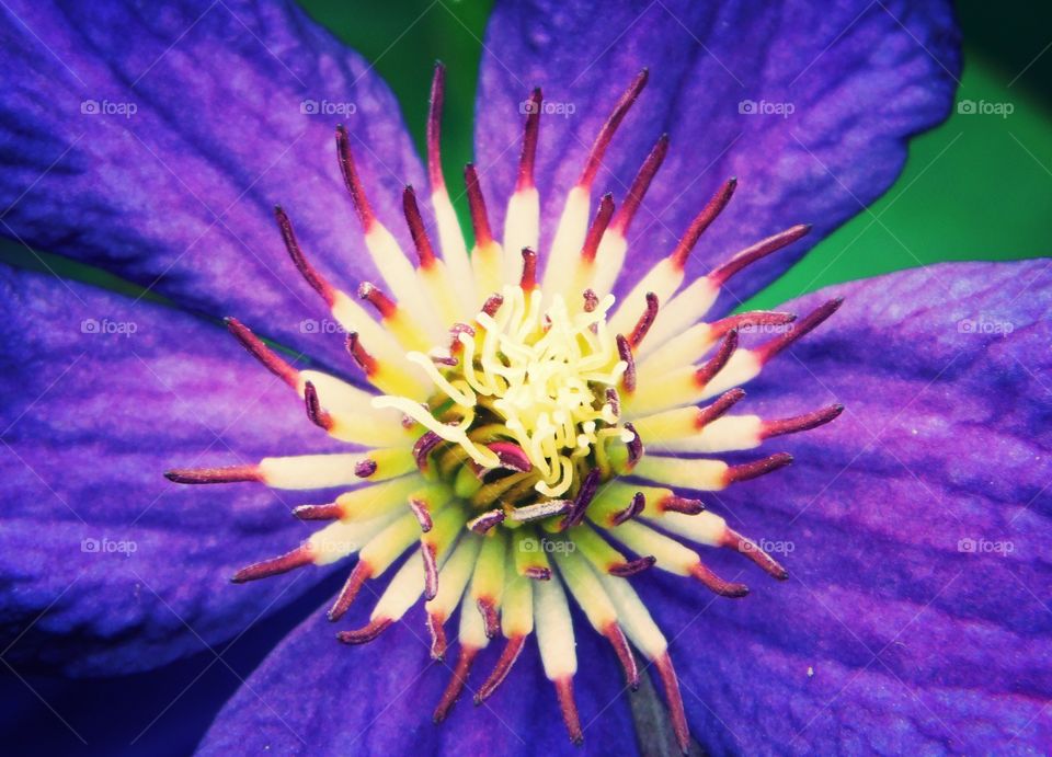 Clematis Blossom