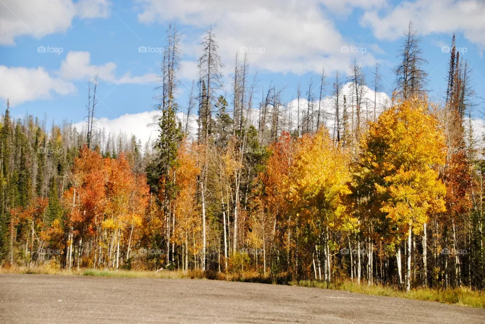 The Aspen are Turning Golden and Orange Hues