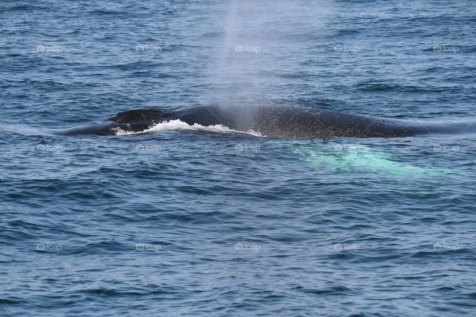 Humpback Whale