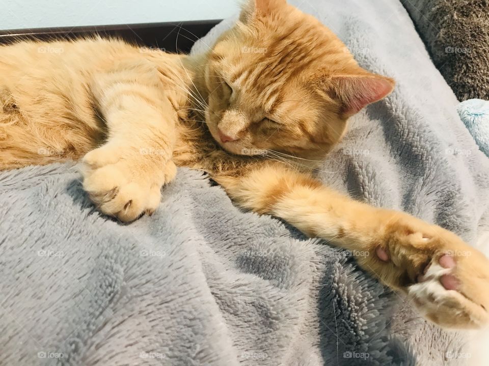Darling orange tabby kitty cat all cuddled up in cozy blankets on bed! 