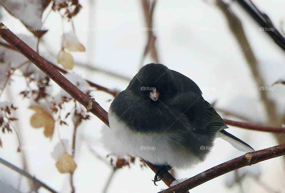 Junco - winter - branch - bird