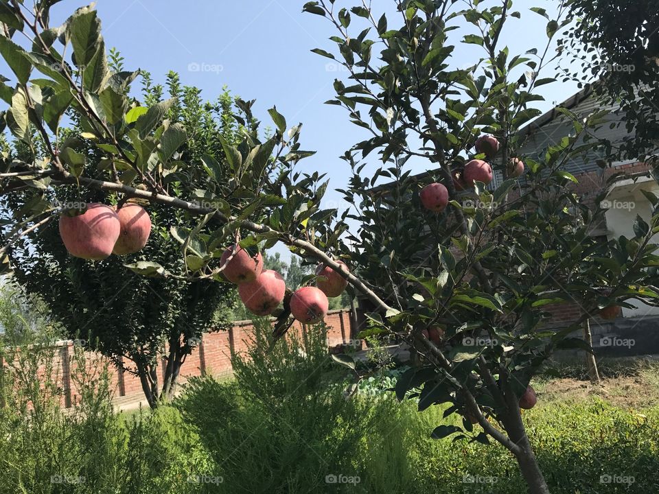 Apple garden, grown apples ready to grab them and taste them. . .