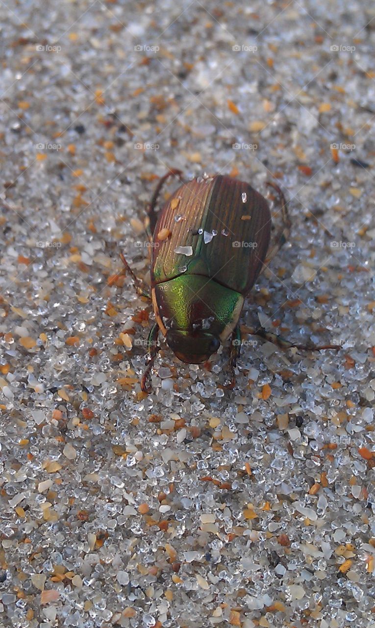 Beach Beetle. Green Beetle Beached