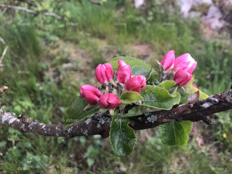 Apple blossom