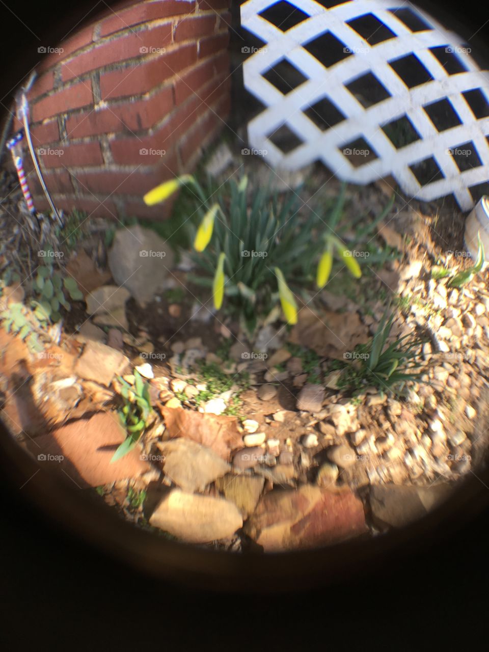 Spring is in the air! Daffodils are trying to bloom sun is shining. Growing in there rock garden.