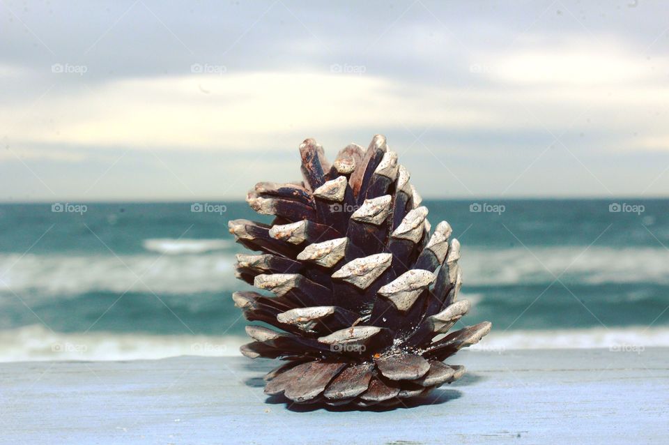 Close-up of pine cone near sea